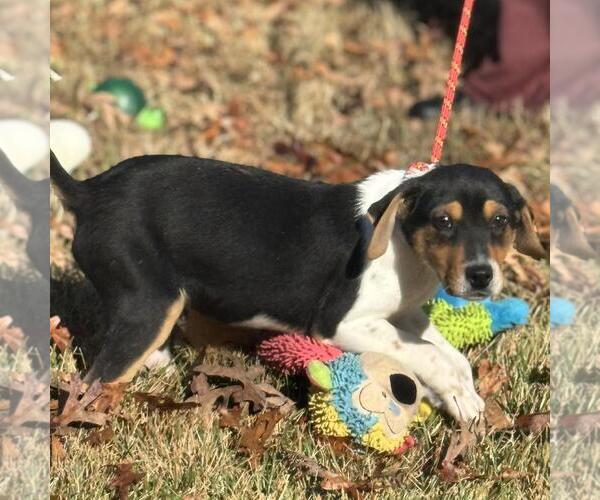 Medium Photo #3 Australian Shepherd-Unknown Mix Puppy For Sale in Yardley, PA, USA