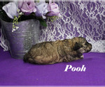 Small #6 Poodle (Toy)