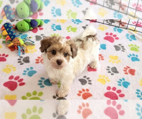 Medium Photo #12 Poovanese Puppy For Sale in ORO VALLEY, AZ, USA