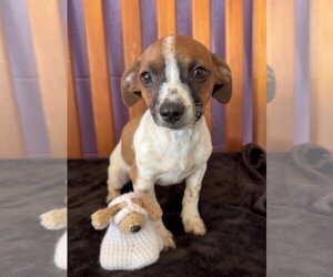 **LOTUS** - Female Chihuahua-Unknown Mix Dog for Adoption - Photo #3