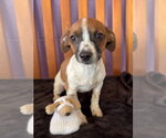 Small Photo #3 Chihuahua-Unknown Mix Puppy For Sale in Genesee, WI, USA