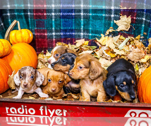 Dachshund Litter for sale in WAKARUSA, IN, USA