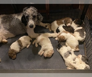 Mother of the Poodle (Standard) puppies born on 01/05/2023