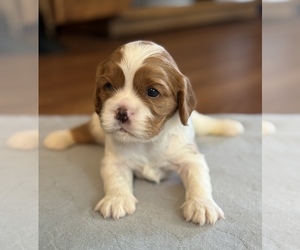 Medium Cavalier King Charles Spaniel