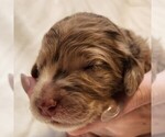 Image preview for Ad Listing. Nickname: Ginger