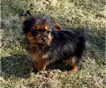 Small Photo #8 Yorkshire Terrier Puppy For Sale in FAIR HAVEN, MI, USA