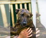 Small Photo #3 Plott Hound Puppy For Sale in Jackson, MS, USA