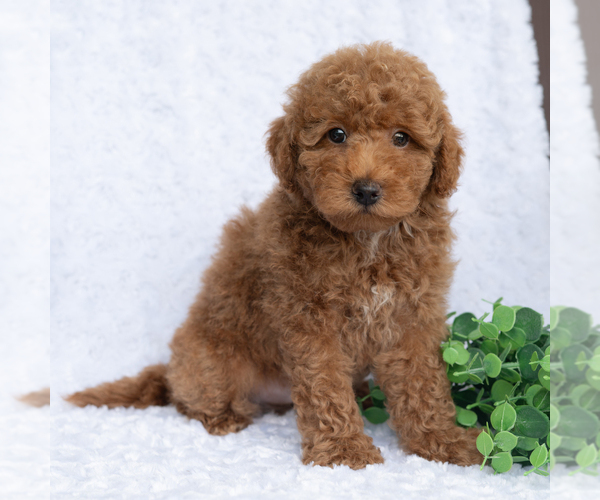 Medium Photo #5 Poodle (Miniature) Puppy For Sale in DORNSIFE, PA, USA