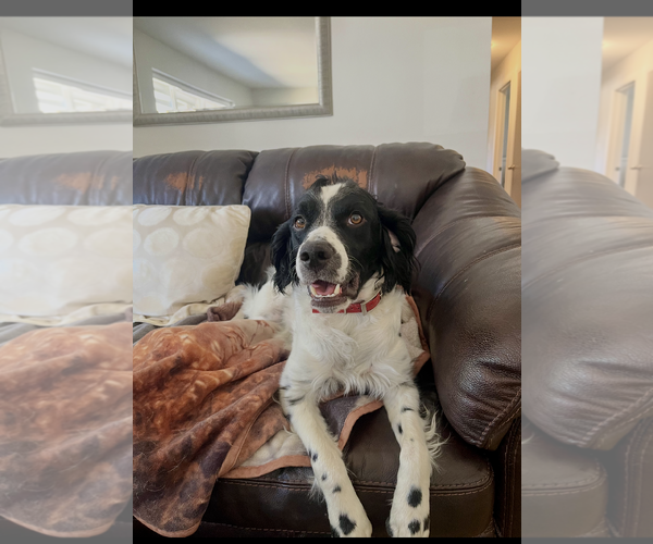 Medium Photo #3 Brittany Puppy For Sale in Curwensville, PA, USA