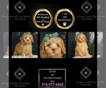 Puppy Zestie AKC Poodle (Miniature)