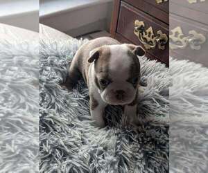 Medium Boston Terrier