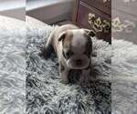 Puppy Blue girl Boston Terrier
