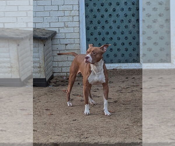 Medium Photo #2 Staffordshire Bull Terrier-Unknown Mix Puppy For Sale in Munford, TN, USA