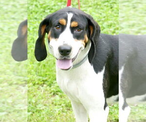 Treeing Walker Coonhound Dogs for adoption in Monterey, VA, USA