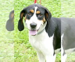 Small Treeing Walker Coonhound