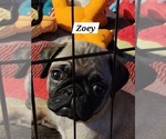 Puppy Zoey Pug