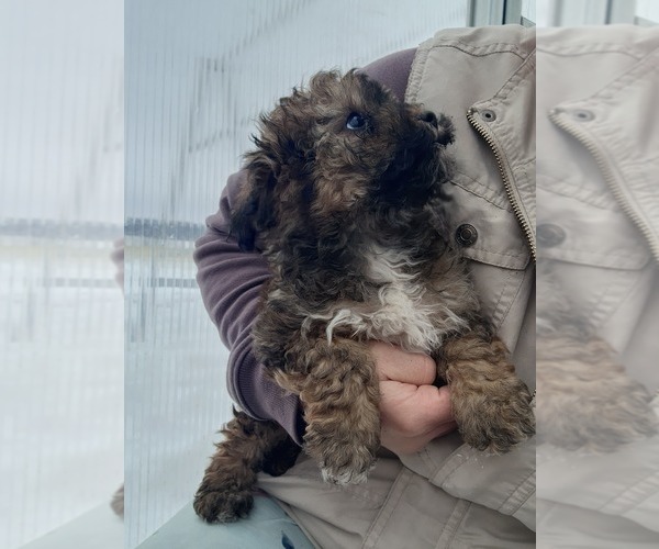 Medium Photo #15 Poodle (Miniature) Puppy For Sale in GREENWOOD, WI, USA