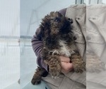 Small #1 Poodle (Miniature)