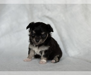 Chihuahua Puppy for sale in FARMINGTON, AR, USA