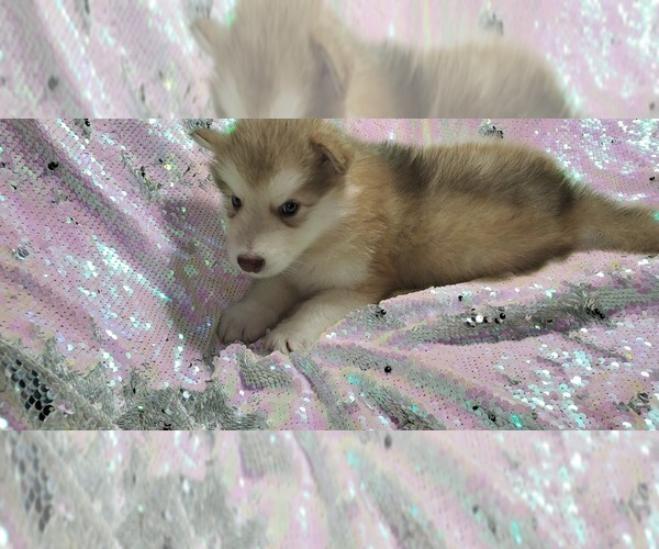 Medium Photo #2 Alaskan Malamute Puppy For Sale in ERIAL, NJ, USA