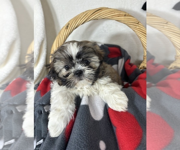 Medium Photo #3 Shih Tzu Puppy For Sale in GREENFIELD, IN, USA