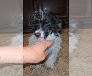 Poodle (Toy) Puppy for Sale in DYERSBURG, Tennessee USA