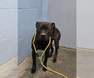 Kodiak - Male Mutt Dog for Adoption - Photo #3