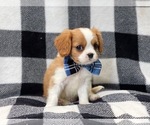 Small Photo #3 Cavalier King Charles Spaniel Puppy For Sale in LAKELAND, FL, USA