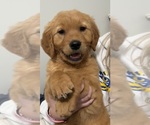 Small #5 Golden Retriever