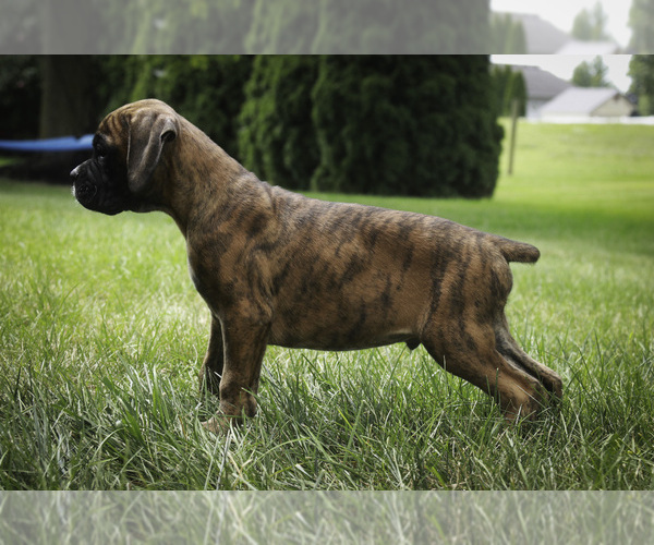 Medium Photo #11 Boxer Puppy For Sale in SHIPSHEWANA, IN, USA