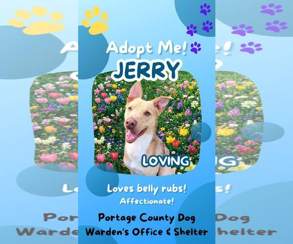 Medium Photo #1 Australian Shepherd-Unknown Mix Puppy For Sale in Rootstown, OH, USA