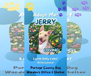 Australian Shepherd-Unknown Mix Dogs for adoption in Rootstown, OH, USA