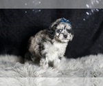 Small #3 Maltipoo