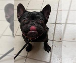 French Bulldog Dogs for adoption in Santa Maria, CA, USA
