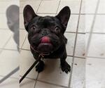 Small French Bulldog