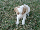 Small Photo #1 Brittany Puppy For Sale in CATALPA, VA, USA