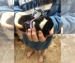 Small Photo #21 Pembroke Welsh Corgi Puppy For Sale in RIVERVIEW, FL, USA