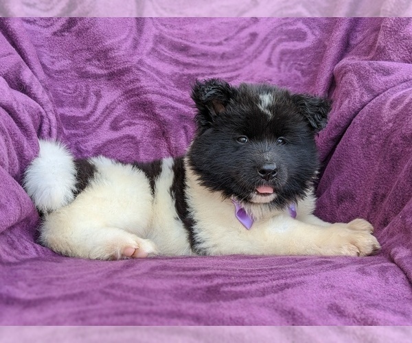 Medium Photo #5 Akita Puppy For Sale in CHRISTIANA, PA, USA