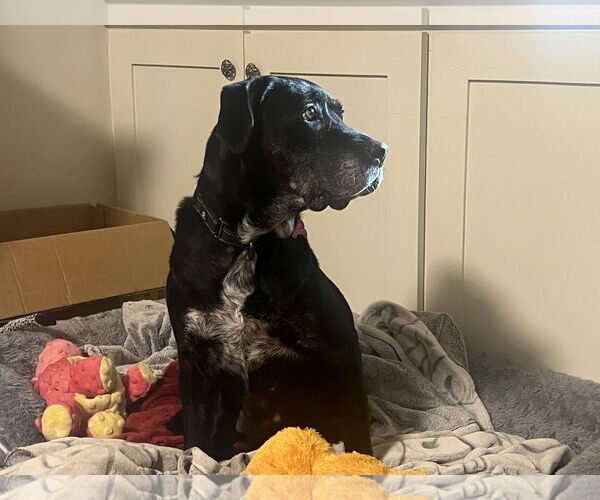 Medium Photo #40 Boxer-Unknown Mix Puppy For Sale in Mount Laurel, NJ, USA