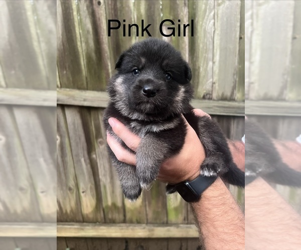 Medium Photo #5 German Shepherd Dog Puppy For Sale in BRANDON, MS, USA