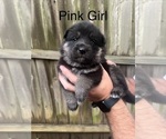 Small #4 German Shepherd Dog