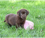 Small #1 Labrador Retriever