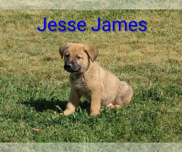 Medium Photo #7 Mutt Puppy For Sale in Sandy, UT, USA