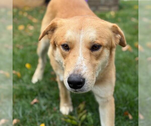 Medium Photo #4 Golden Labrador Puppy For Sale in San Diego, CA, USA