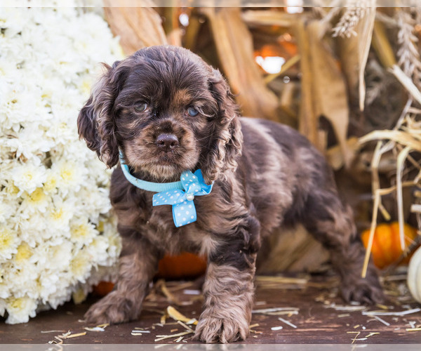 Medium Photo #12 Cocker Spaniel Puppy For Sale in WAKARUSA, IN, USA