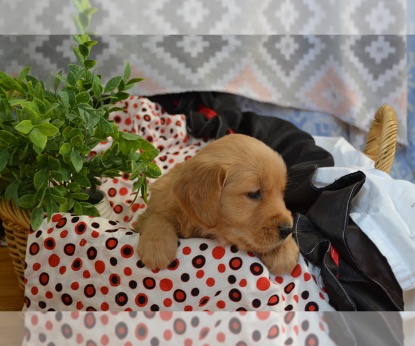 Medium Photo #2 Golden Retriever Puppy For Sale in GREENWOOD, WI, USA