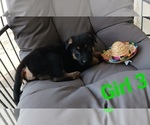 Puppy Luna German Shepherd Dog