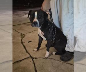 American Staffordshire Terrier-Unknown Mix Dogs for adoption in San Antonio, TX, USA