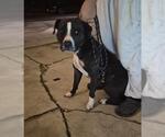 Small American Staffordshire Terrier Mix