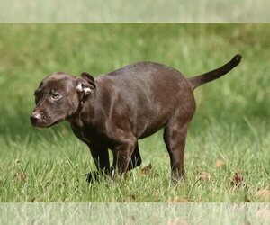 Fossa - Female Chocolate Labrador retriever-Pointer Mix Dog for Adoption - Photo #3
